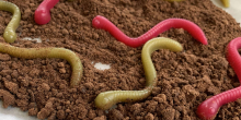 Halloween Special: Dirt and Worms (Paleo, AIP)