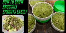 Health Benefits of Broccoli Sprouts and How to Grow Them
