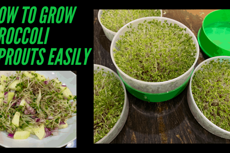 How to grow Broccoli sprouts